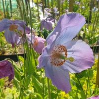 Meconopsis 'Dalemain'